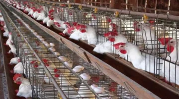 الجمعة 16 يناير.. سعر كيلو الفراخ البيضاء في بورصة الدواجن وأسواق مصر